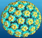 папилломавирус